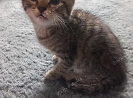 male kitten