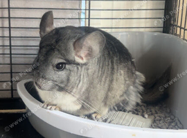 Chinchillas