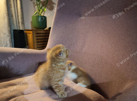 Scottish Fold/British Shorthair mix