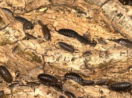 (UK WIDE SHIPPING) Porcellio scaber grey Isopods for sale UK