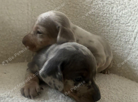 Miniature dachshunds