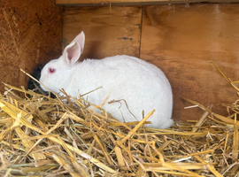 Lop rabbits x 3