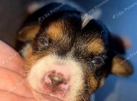 7 miniature jack russells