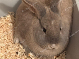 Two female rabbits for free