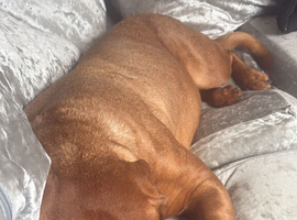Beautiful 2 year old female