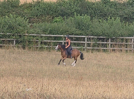 Fun little pony