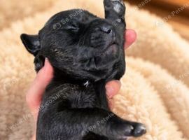 Beautiful borador puppies