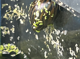 Zebra snail