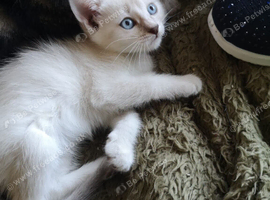 2 x Half bengal kittens &1 Marble Bengal for sale