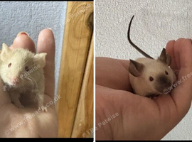 2 fancy mice for sale
