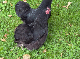 Stunning Black Pekin Bantam Hens