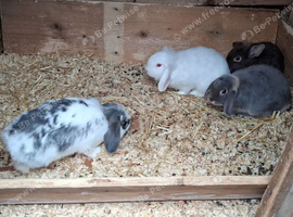 4 FOR SALE &pound;60..