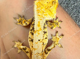 Male crested gecko