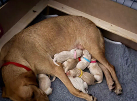 Beautiful lab puppies ready 16th
