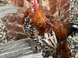 3 Pekin cross bantams available