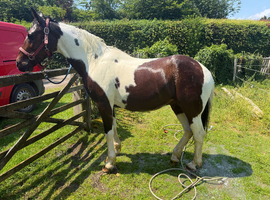 14hh 16yo Skewbald trotter x gelding