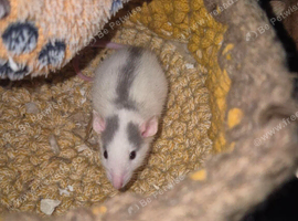2 female rats