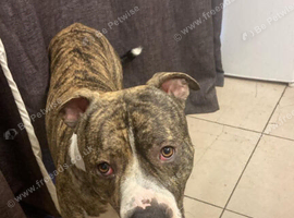 American bulldog