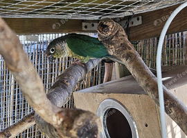 Breeding pair of conure