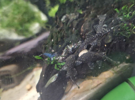 Common Bristlenoses