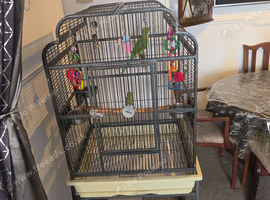 indian ringneck