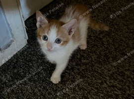 9 week old kittens