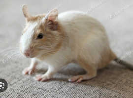 Small Pet boarding & sitting (Rats, degus, gerbils, mice)