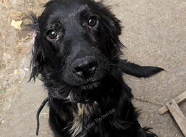 Cocker spaniel