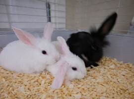 Angora lionlops