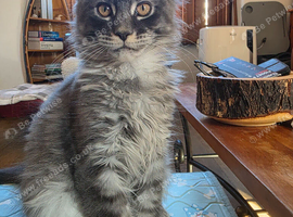 Beautiful Maine Coon kitten
