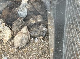 Caledon and coturnix quail
