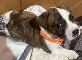 Staffy x Terrier