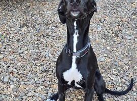 8 month old whippet lurcher dog