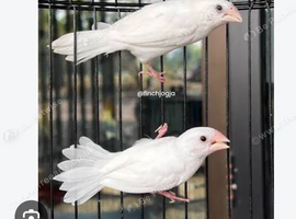 Birds selling in Stoke-on-Trent