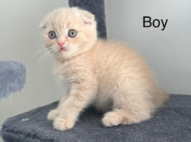 Scottish Fold kittens