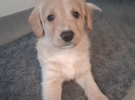 Beautiful bordoodle puppies for sale