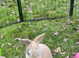 Female lop eared bunny