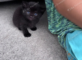 5 kittens for sale