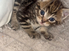 Kittens