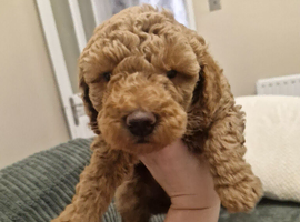 Toy/Minature Poodle puppies