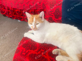 male kitten needs urgent rehoming
