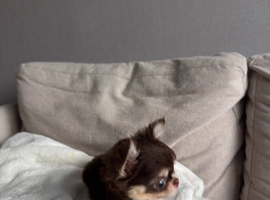 Chihuahua Puppy Available for Adoption ️