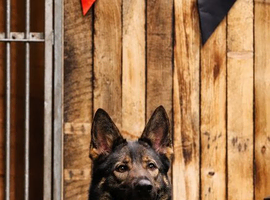 Protection trained female