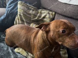 Rehome