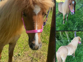 Beautiful Red Dun Shetland Mare