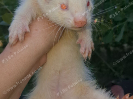 Two albino jills &pound;60 for two