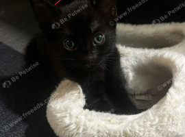 4 black kittens