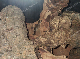 Viper geckos