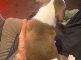 American buldog s for sale