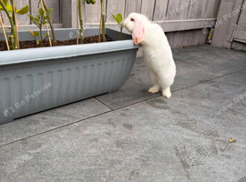 Rabbit coke for sale